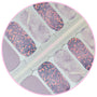 EzyNails Nail Polish Nail Wraps Amethyst Spark Nailwraps, Marble, Glitter & Pure Magic All Nailwraps